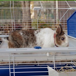 BARN 120 (x1) - klatka dla królików (WYPRZEDAŻ)