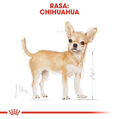 ROYAL CANIN Chihuahua - pakiet 12x85g ROYAL CANIN Chihuahua - pakiet 12x85g