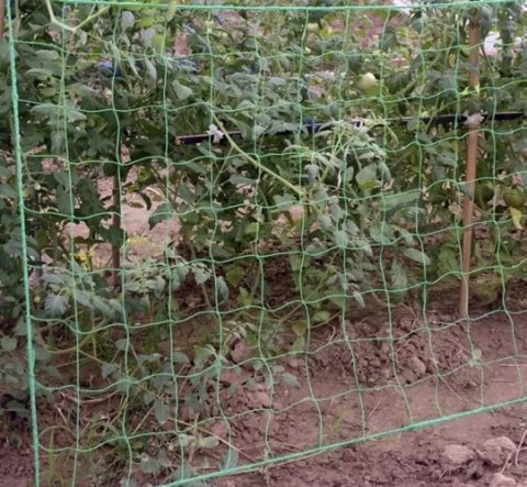 SIATKA - PODPORA DO ROŚLIN 2X20M GARDLOV 23980