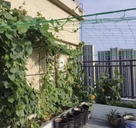 SIATKA - PODPORA DO ROŚLIN 2X20M GARDLOV 23980
