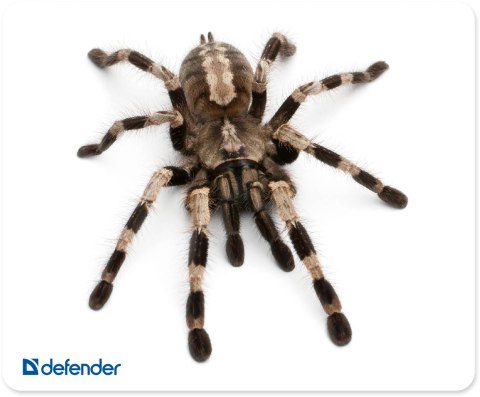 PODKŁADKA DEFENDER 230X190X1.6mm 10 WZORÓW ANIMALS PODKŁADKA DEFENDER 230X190X1.6mm 10 WZORÓW ANIMALS