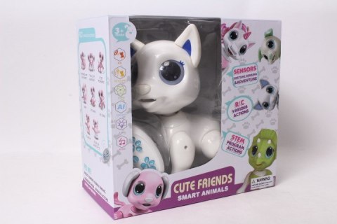 Cyber Pies R/C Cyber Pies R/C