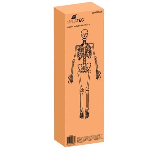 Szkielet człowieka- 170cm Malatec 22583