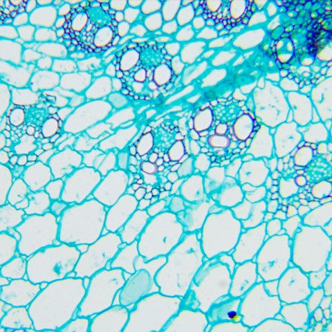 Mikroskop biologiczny MAGUS Bio 240T