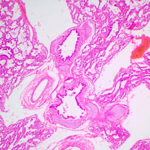 Mikroskop biologiczny MAGUS Bio 240T
