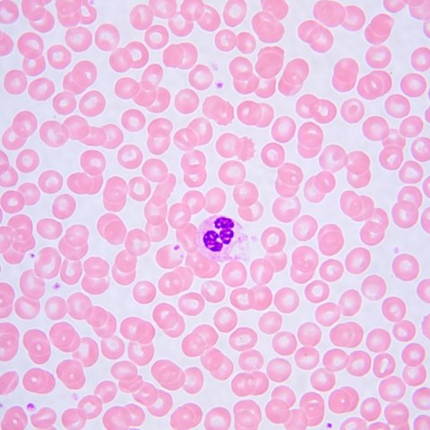 Mikroskop biologiczny MAGUS Bio 240T