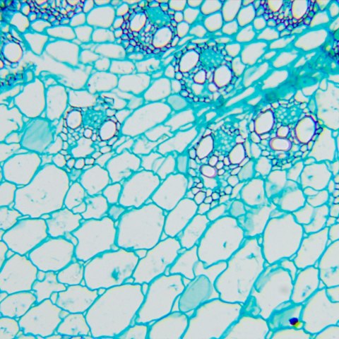 Mikroskop biologiczny MAGUS Bio 260T