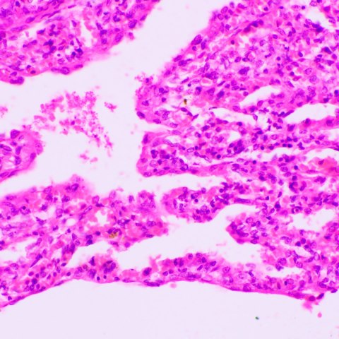 Mikroskop biologiczny MAGUS Bio 270T