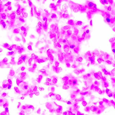 Mikroskop biologiczny MAGUS Bio 270T