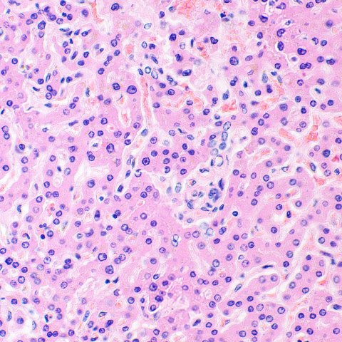 Mikroskop biologiczny MAGUS Bio 290T Mikroskop biologiczny MAGUS Bio 290T
