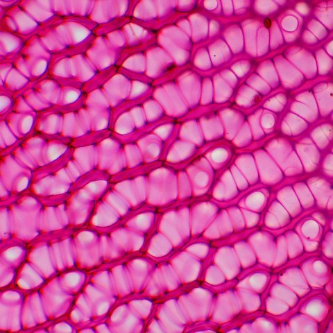 Mikroskop biologiczny Magus Bio 230BL Mikroskop biologiczny Magus Bio 230BL