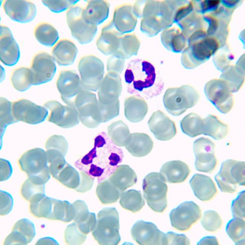 Mikroskop biologiczny Magus Bio 230BL Mikroskop biologiczny Magus Bio 230BL