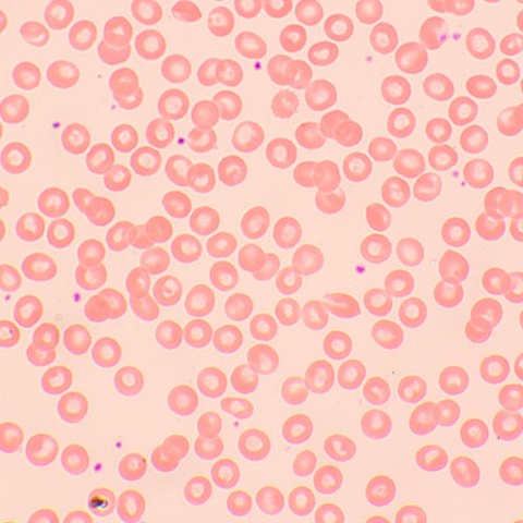 Mikroskop biologiczny Magus Bio 250BL Mikroskop biologiczny Magus Bio 250BL