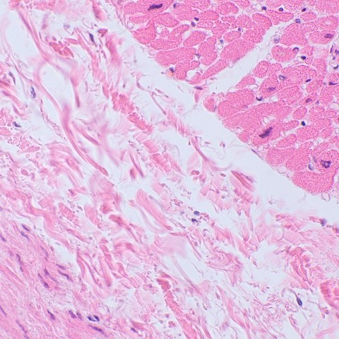 Mikroskop biologiczny Magus Bio 250BL Mikroskop biologiczny Magus Bio 250BL