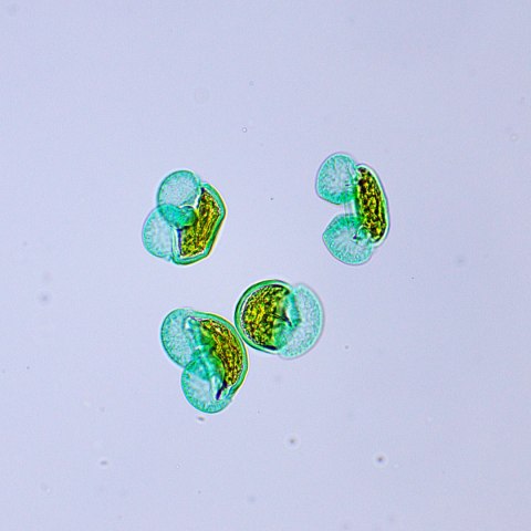 Mikroskop biologiczny Magus Bio 250BL Mikroskop biologiczny Magus Bio 250BL