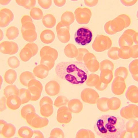 Mikroskop biologiczny Magus Bio 250B Mikroskop biologiczny Magus Bio 250B