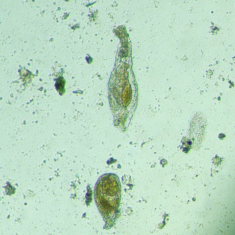 Odwrócony mikroskop biologiczny MAGUS Bio V300