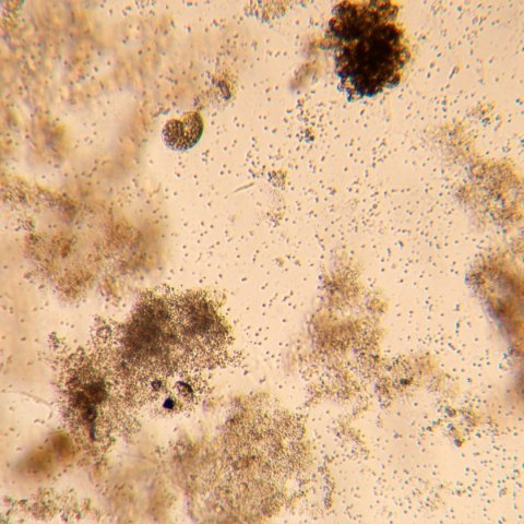 Odwrócony mikroskop biologiczny MAGUS Bio V350