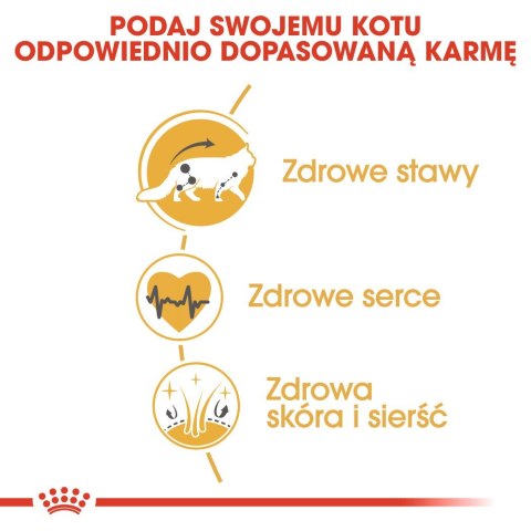 Royal Canin FBN Maine Coon Adult - sucha karma dla kota dorosłego - 4kg Royal Canin FBN Maine Coon Adult - sucha karma dla kota dorosłego - 4kg