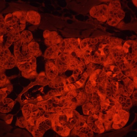 Odwrócony mikroskop fluorescencyjny MAGUS Lum V500L Odwrócony mikroskop fluorescencyjny MAGUS Lum V500L