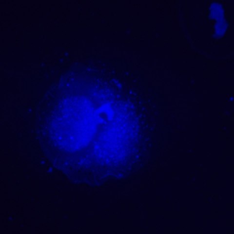 Odwrócony mikroskop fluorescencyjny cyfrowy MAGUS Lum VD500L