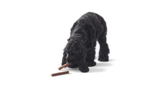 JOHN DOG Paluchy z Dzika - przysmak dla psa - 50 g