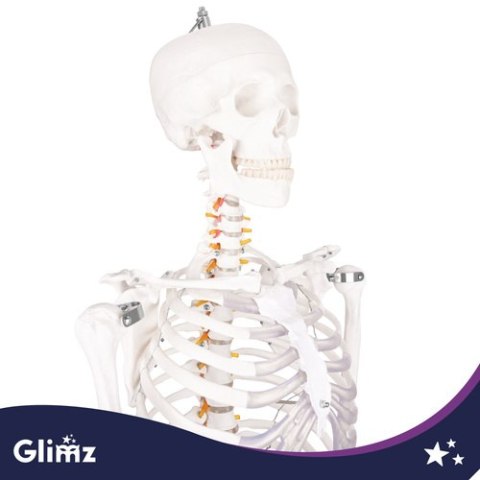 Szkielet człowieka- 170cm Glimz