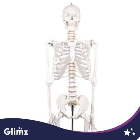 Szkielet człowieka- 170cm Glimz