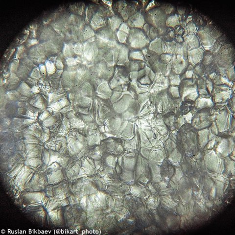 (TR) Mikroskop Levenhuk Rainbow 50L PLUS Moonstone\Kamień Księżycowy (TR) Mikroskop Levenhuk Rainbow 50L PLUS Moonstone\Kamień Księżycowy
