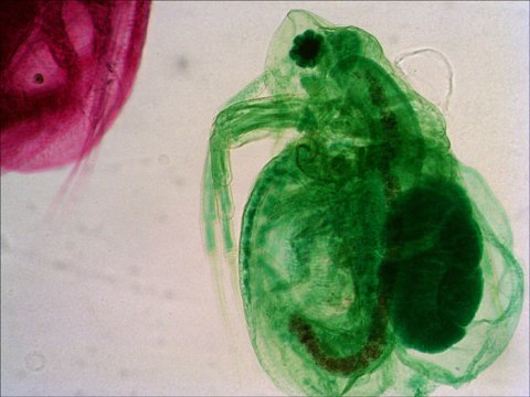 (HU) Zestaw preparatów Levenhuk N80 NG „Zobacz wszystko" (HU) Zestaw preparatów Levenhuk N80 NG „Zobacz wszystko"