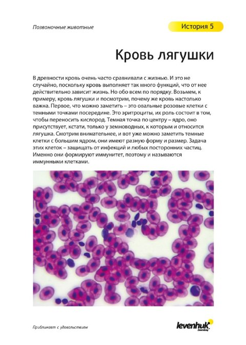 (RU) Zestaw preparatów Levenhuk N80 NG „Zobacz wszystko" (RU) Zestaw preparatów Levenhuk N80 NG „Zobacz wszystko"