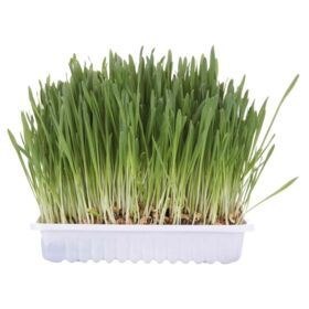 TRIXIE Trawa dla kota pojemnik 100g 4235 TRIXIE Trawa dla kota pojemnik 100g 4235