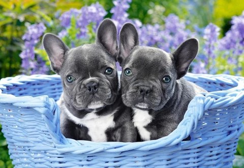 CASTORLAND Puzzle 1000 elementów French Bulldog Puppies - Buldogi francuskie 68x47cm CASTORLAND Puzzle 1000 elementów French Bulldog Puppies - Buldogi francuskie 68x47cm