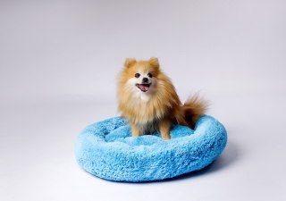 Legowisko SHAGGY niebieski XL 80x83x10