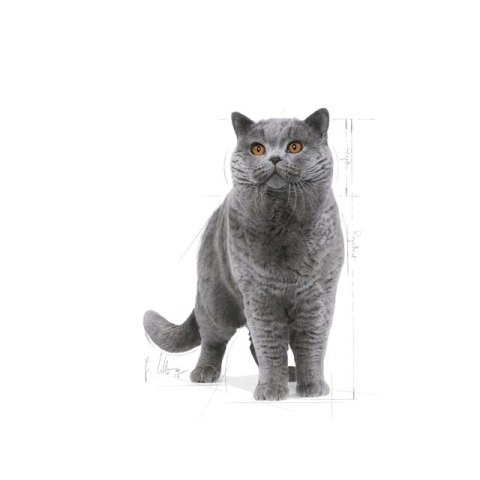 Royal Canin FBN British Shorthair Adult - sucha karma dla kota dorosłego - 10kg Royal Canin FBN British Shorthair Adult - sucha karma dla kota dorosłego - 10kg